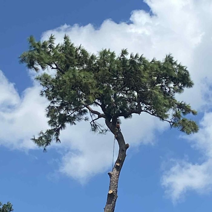 c0d65a74-3c7b-490f-833e-c651b0549a3a